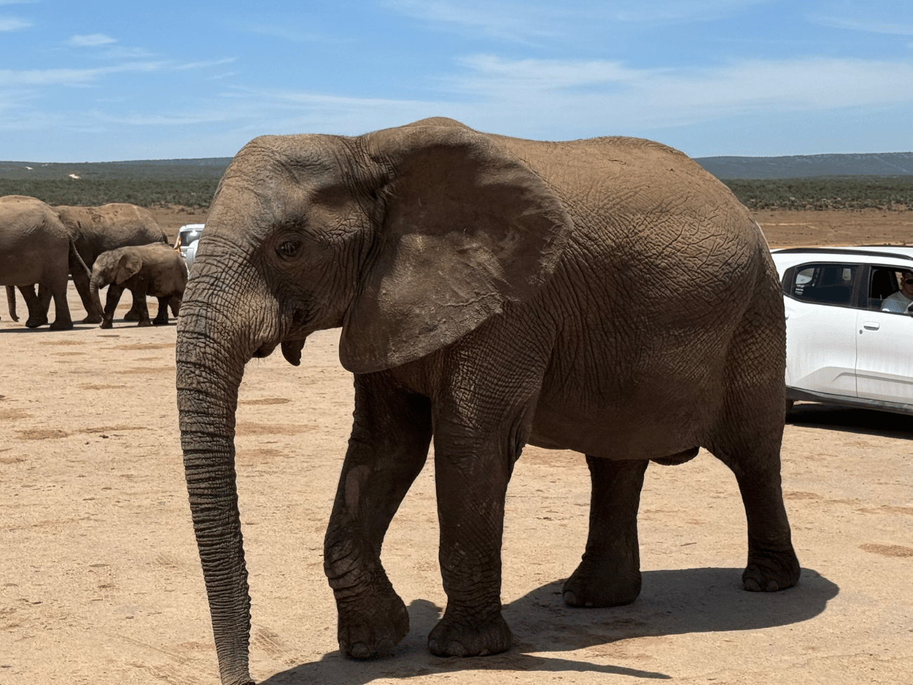  Addo Elephant Park