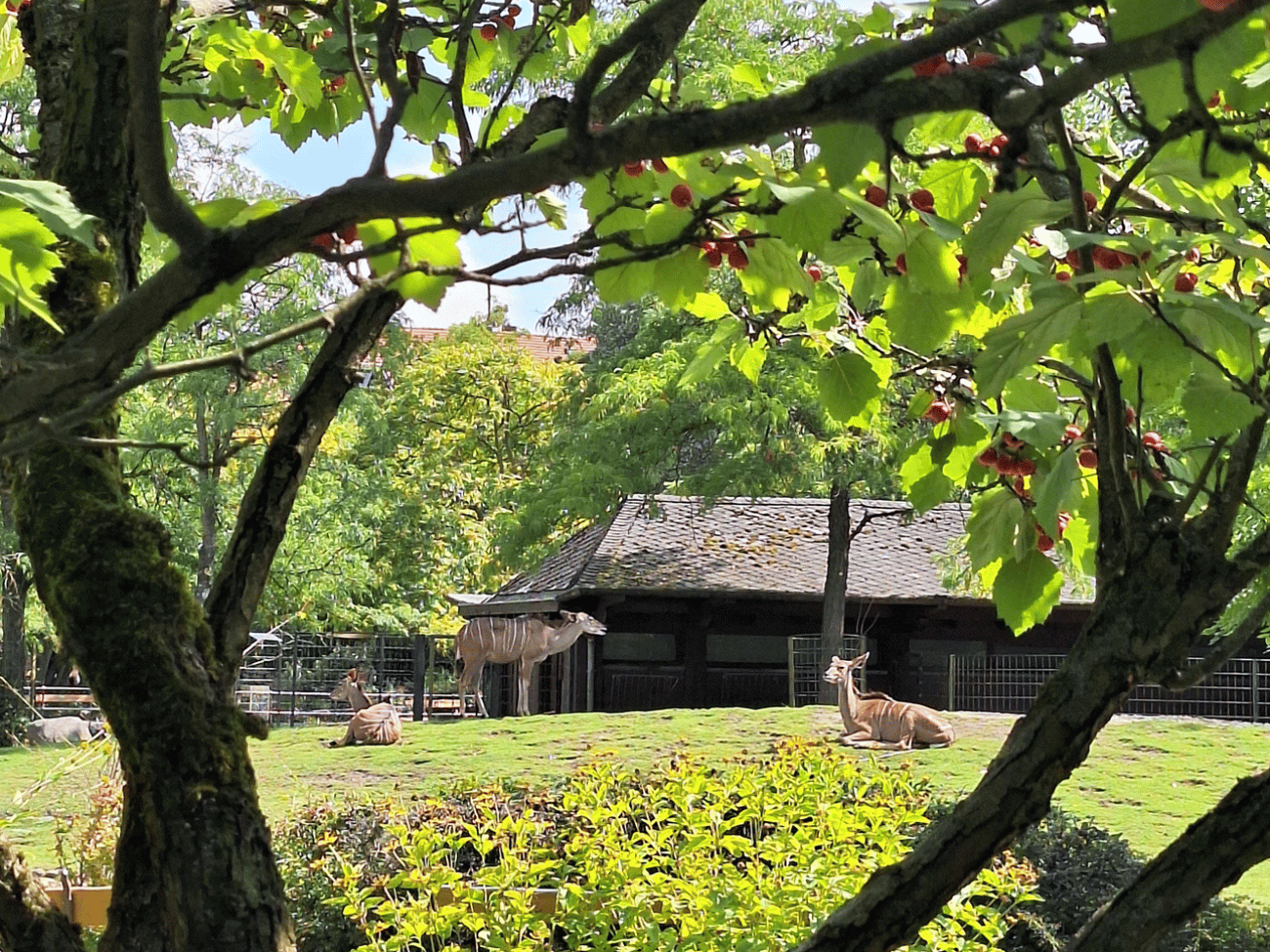 Tiergarten