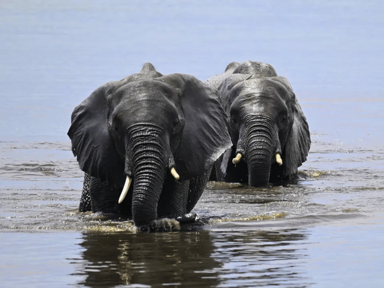 Boottocht op Chobe rivier - Botswana