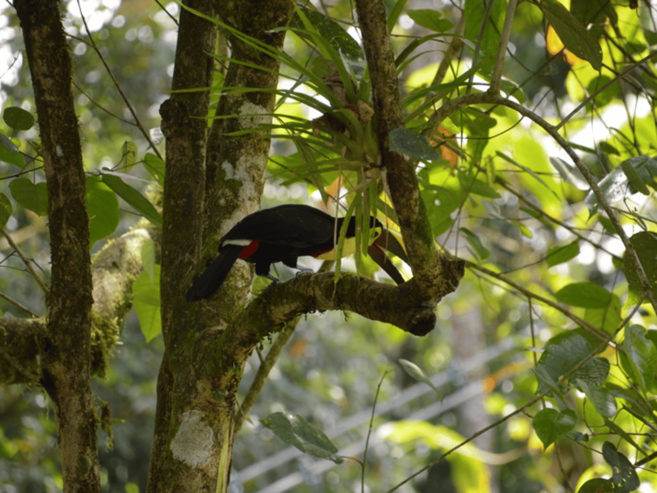 Vogeltour in Puerto Viejo de Sarapiquí - Costa Rica