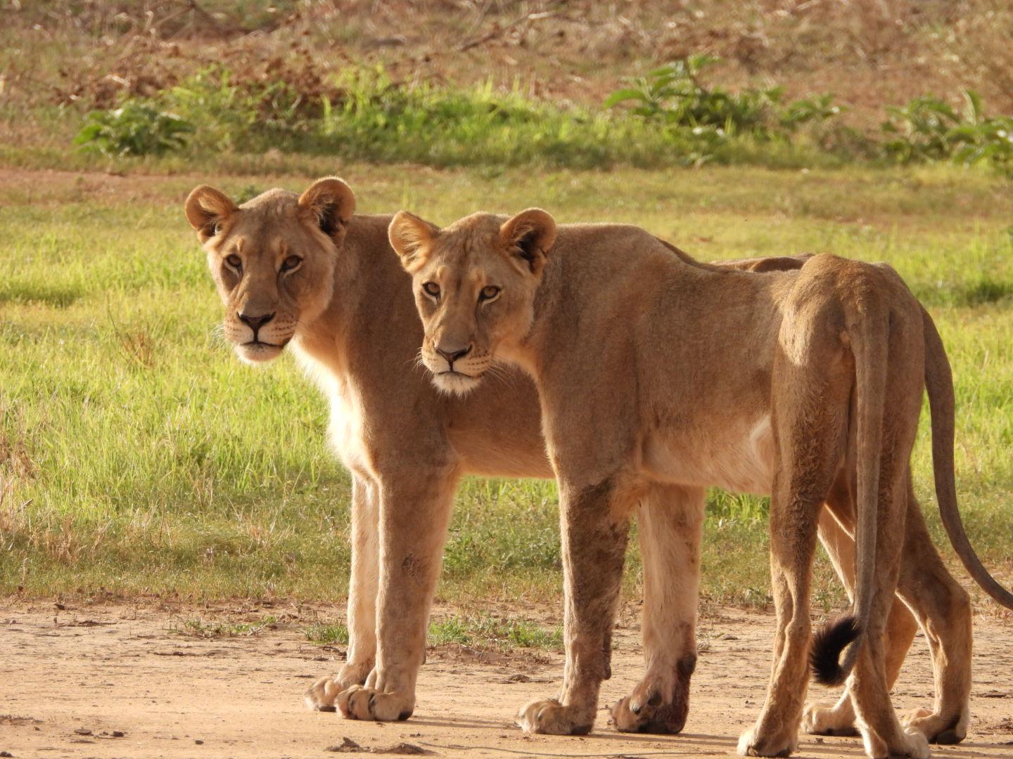 Etosha National Park